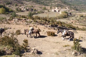 mules descendant sur bara
